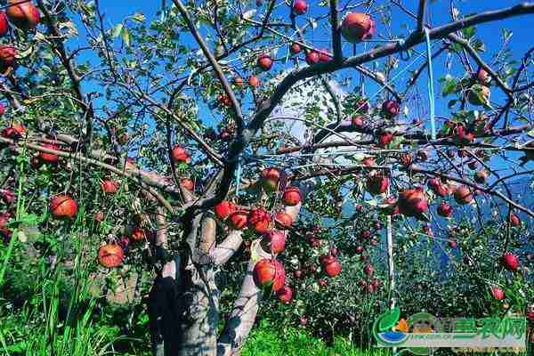 矮化密植苹果园成本几年收回(矮化密植苹果园的)